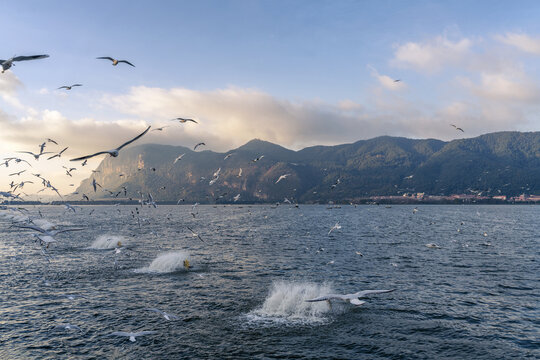 昆明滇池海鸥