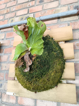 象耳鹿角蕨