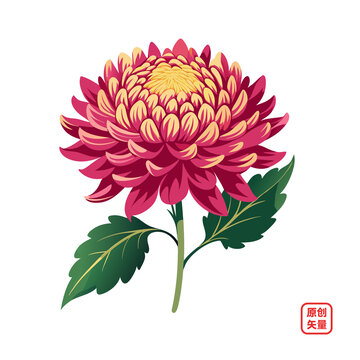 矢量插图植物鲜花菊花