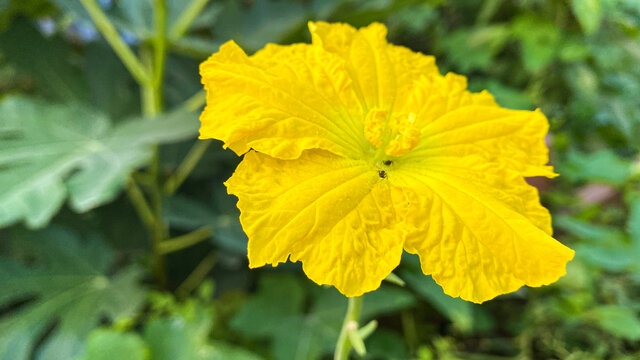 丝瓜花特写丝瓜花上的蚂蚁