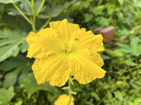 黄色丝瓜花