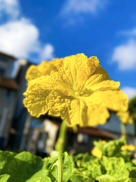 蓝天白云黄花