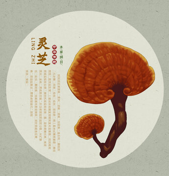 灵芝