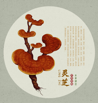 灵芝