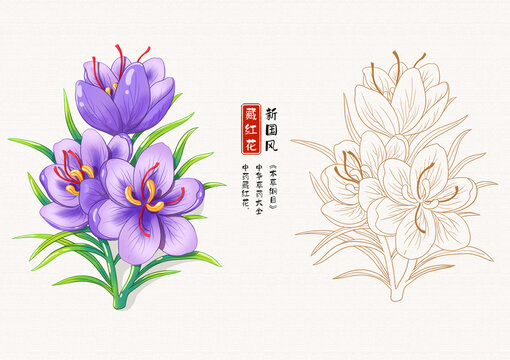 藏红花草药插画