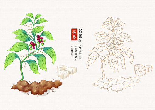 茯苓草药插画