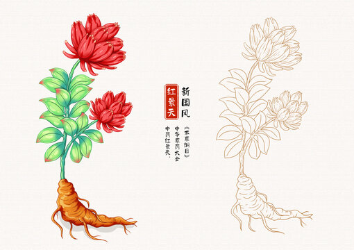 红景天草药插画
