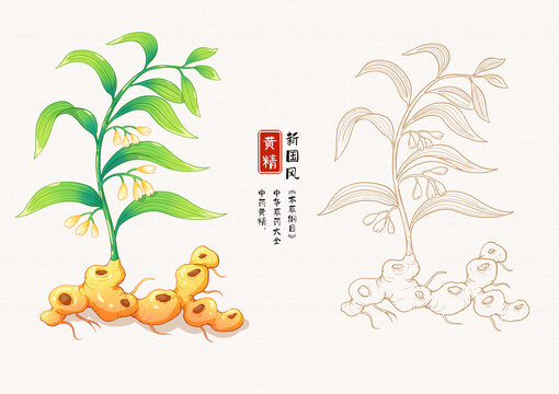黄精草药手绘插画