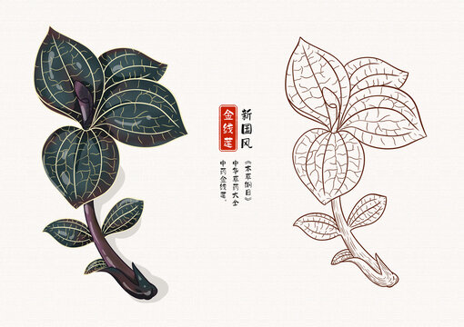 金线莲草药插画