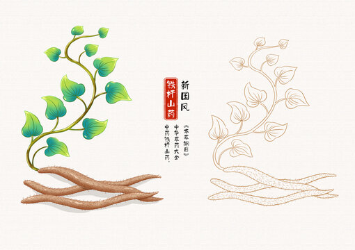 铁杆山药草药插画