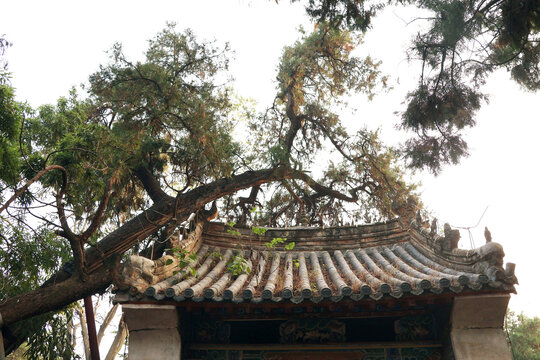 园林古柏