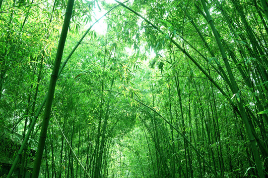 竹林深处