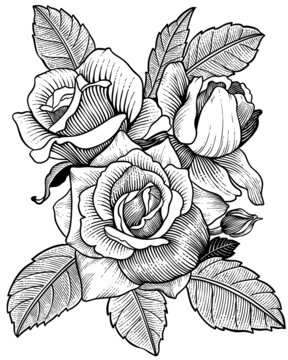 线描版画风玫瑰花