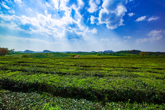 春季万亩茶园