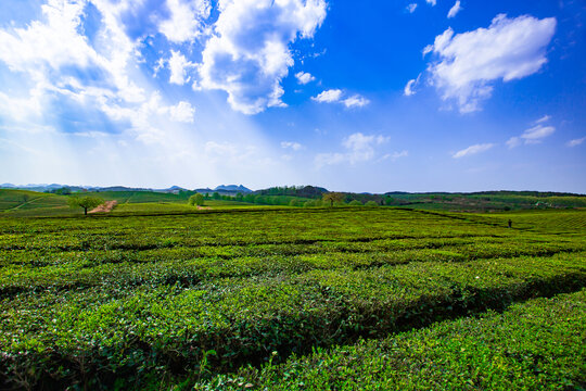 万亩茶园