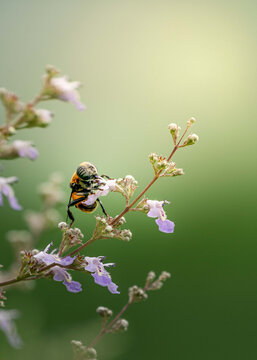 蜜蜂采蜜