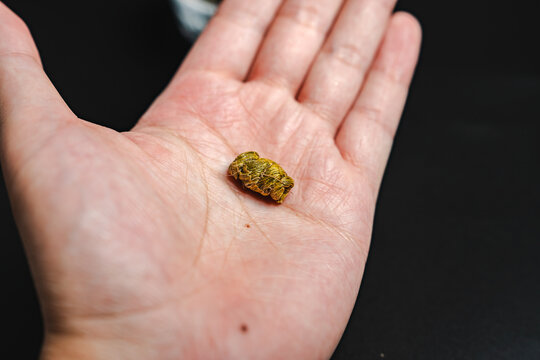 饱满的优质铁皮石斛干货