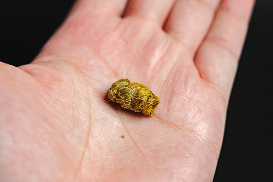 饱满的优质铁皮石斛干货
