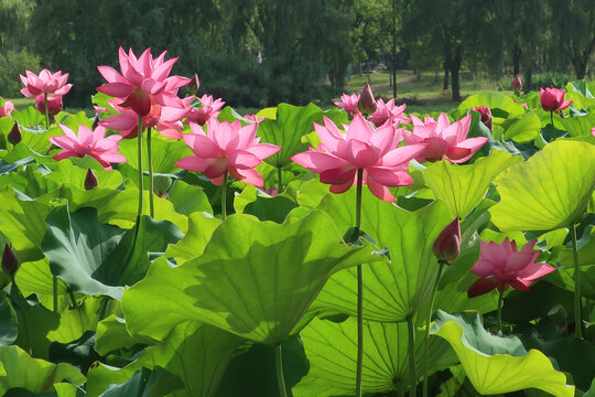 荷花