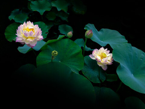 荷花