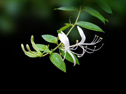 金银花