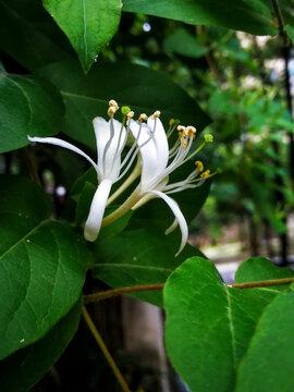 金银花