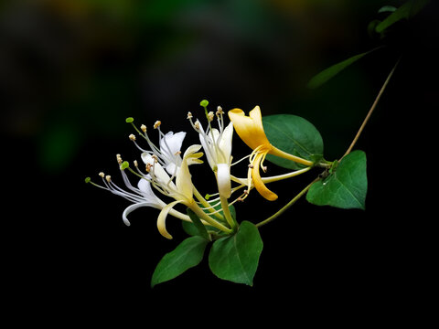 金银花