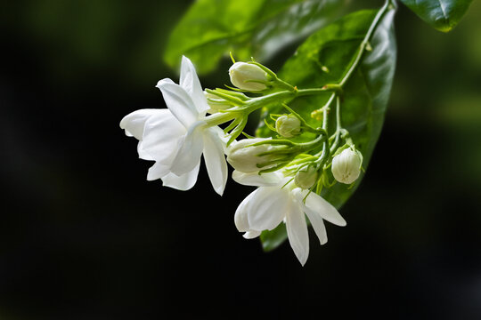 茉莉