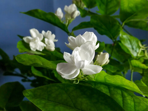 茉莉