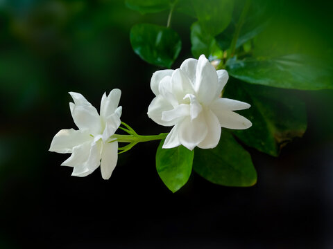 茉莉