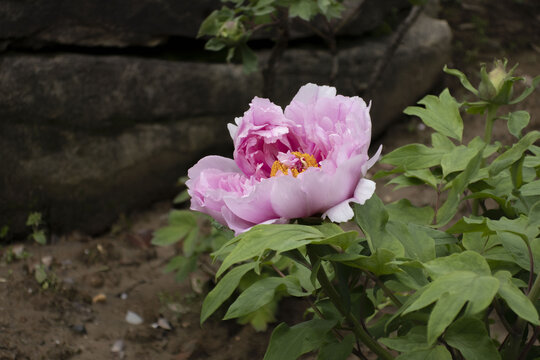 牡丹花