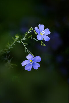 蓝亚麻花