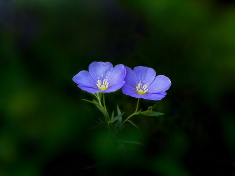 蓝亚麻花
