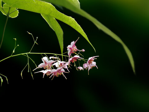 淫羊藿