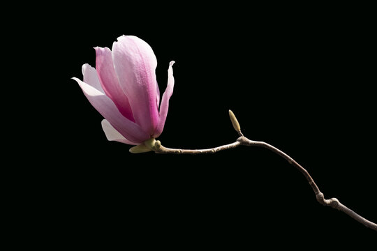 玉兰花