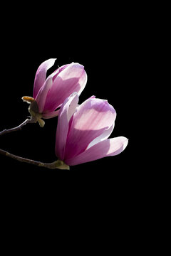 玉兰花