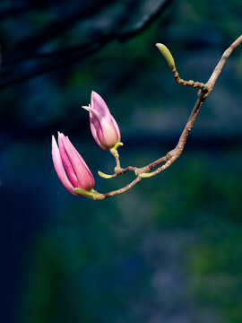 玉兰花