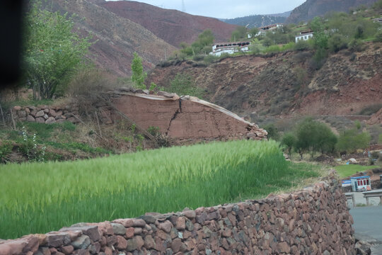 青稞