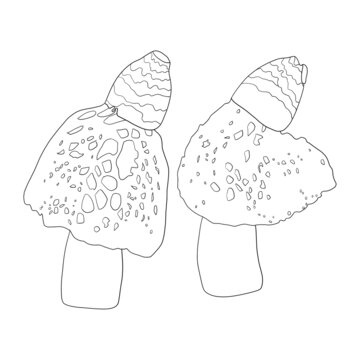 竹荪