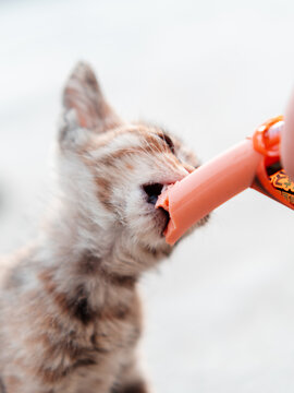 奶猫吃火腿肠