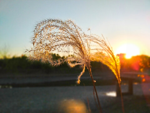 芦花