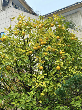 橙子