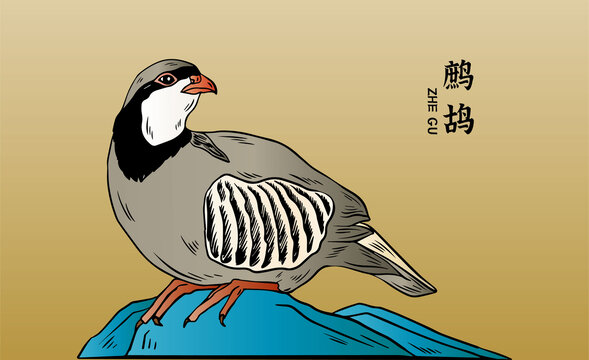 鹧鸪