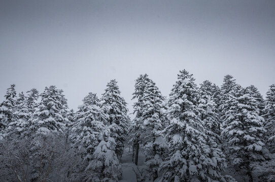北海道熊牧场冬景雪景雾凇水墨画