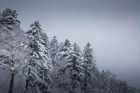 北海道熊牧场冬景雪景雾凇水墨画