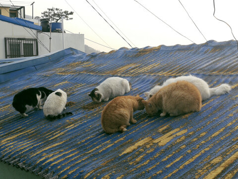 屋顶上的一群猫