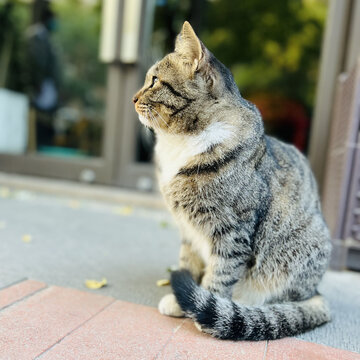 可爱萌宠猫猫特写拍摄猫咪小猫静物摄影