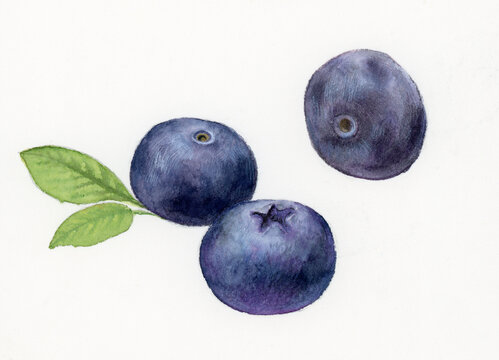 蓝莓纯手绘水彩纸画