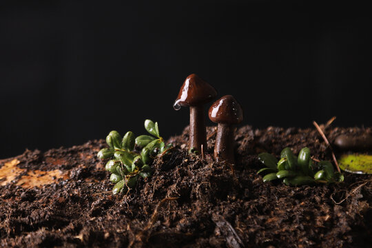 黑皮鸡枞菌