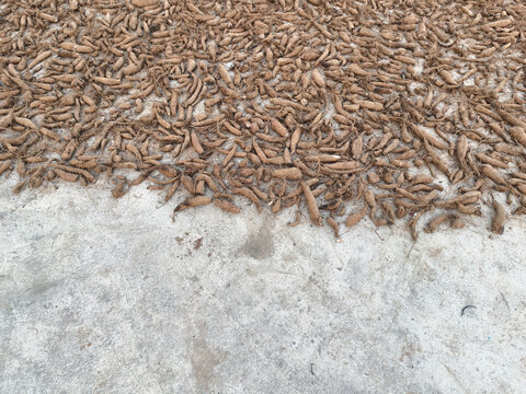 商陆根一角